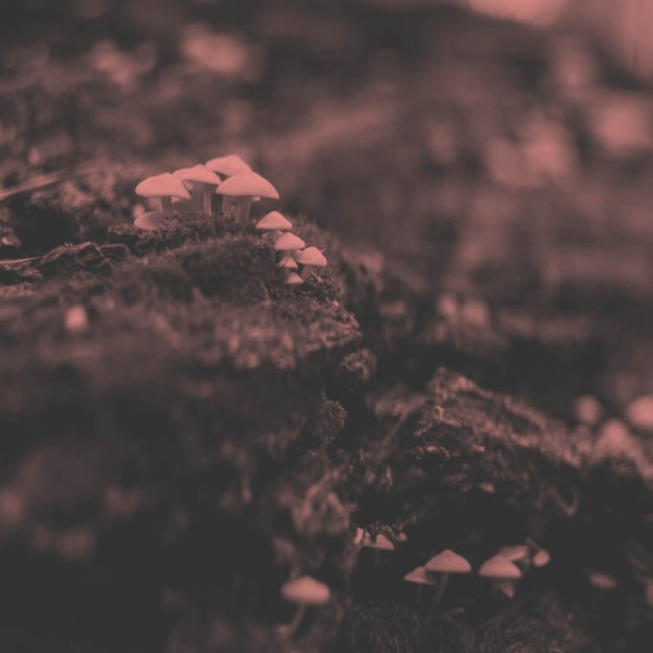 Thumbnail for Data Mining: Mushroom Identification